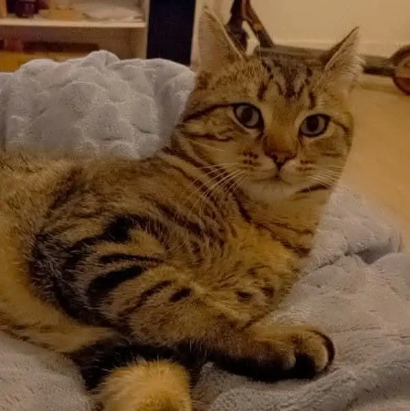 chat lost   16120 Châteauneuf-sur-Charente Symba