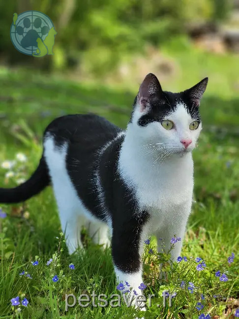 Chat Perdu 16 Charente - Tao Chat Perdu 16 Charente - Tao