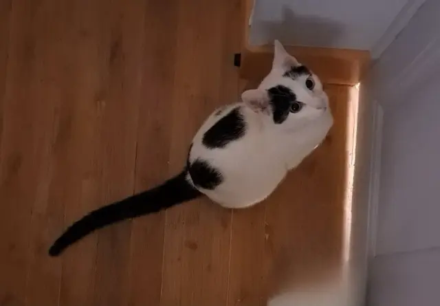 chat lost   16110 Taponnat-Fleurignac Blackie