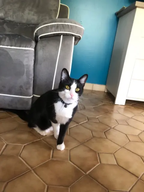 chat lost   16150 Chirac Tictac