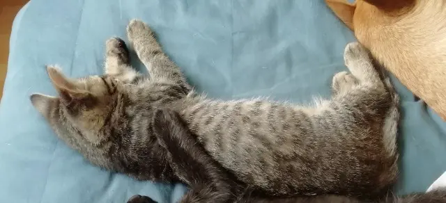 chat lost   16410 Dignac Titan