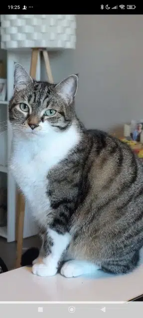 chat lost   16340 L'Isle-d'Espagnac Titou