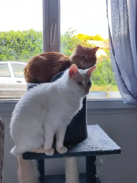 chat lost   16590 Brie Tyson