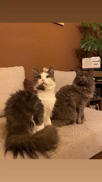 chat lost   16000 Angoulême Ulysse