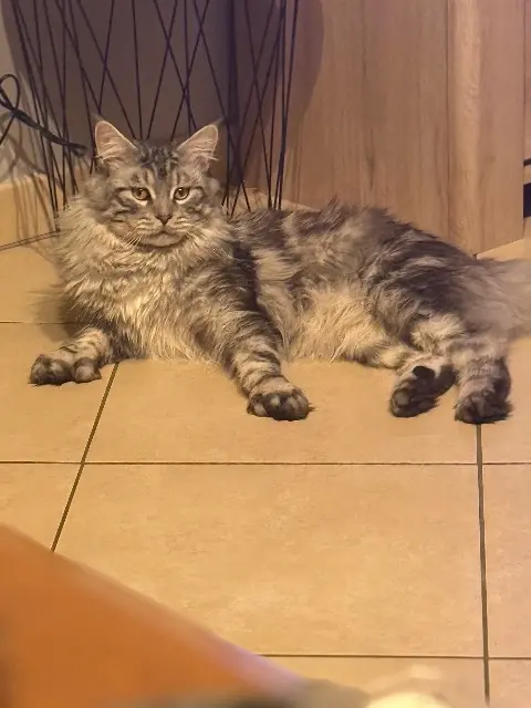 chat lost   16210 Yviers Urkan