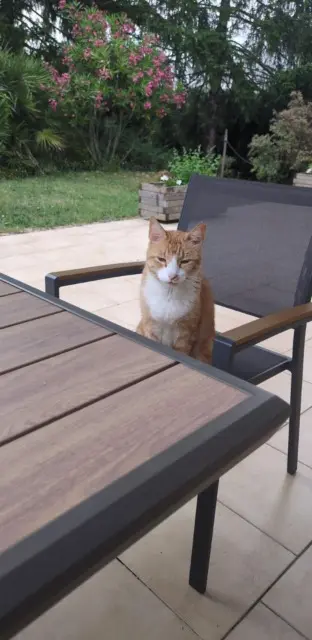 chat lost   16370 Val-de-Cognac Jazz