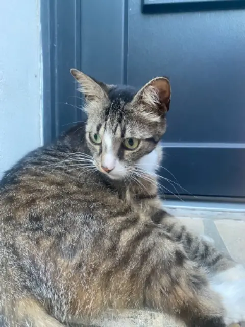 chat lost   16370 Val-de-Cognac Scar