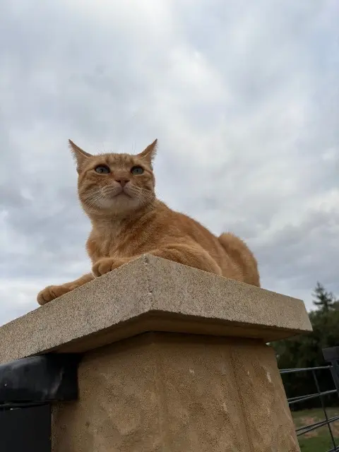 chat lost   16370 Val-de-Cognac Paco