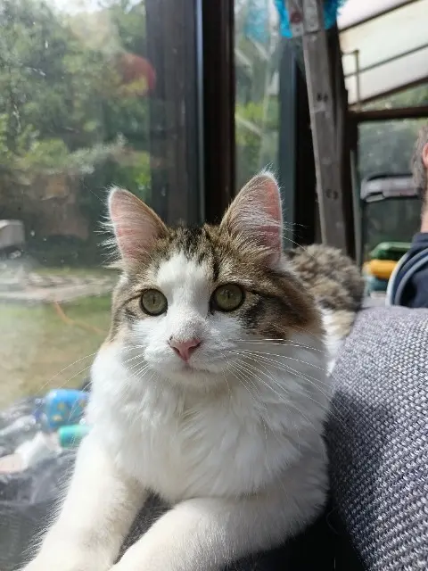 chat lost   16600 Magnac-sur-Touvre Voyou