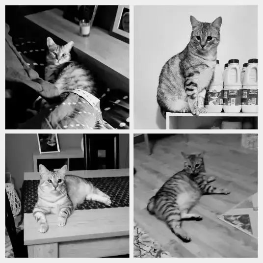 chat lost   16730 Fléac Waako