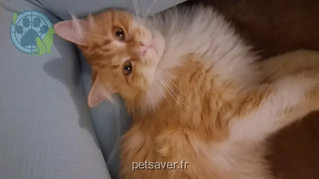 chat lost   16400 Puymoyen Whisky