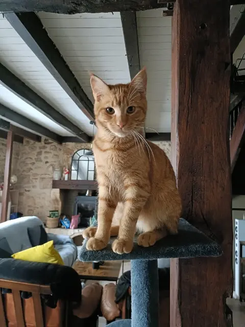 chat lost   16380 Saint-Germain-de-Montbron Wooky