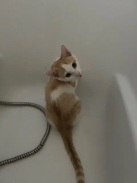 chat lost   16110 Yvrac-et-Malleyrand Patapouf