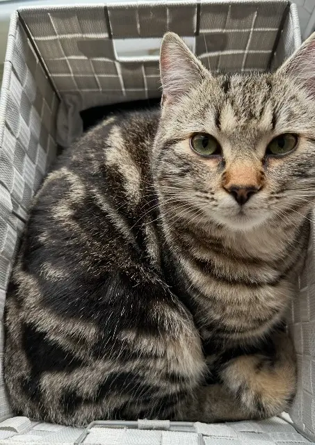 chat lost   16420 Brigueuil Zero