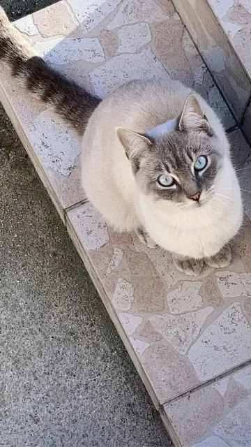 chat lost   16710 Saint-Yrieix-sur-Charente Zury