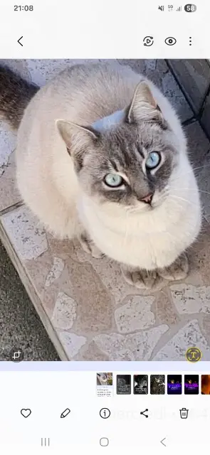 chat lost   16710 Saint-Yrieix-sur-Charente Zury