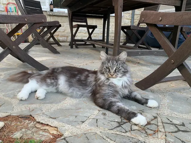 Chat Perdu 16 Charente Chat Perdu 16 Charente
