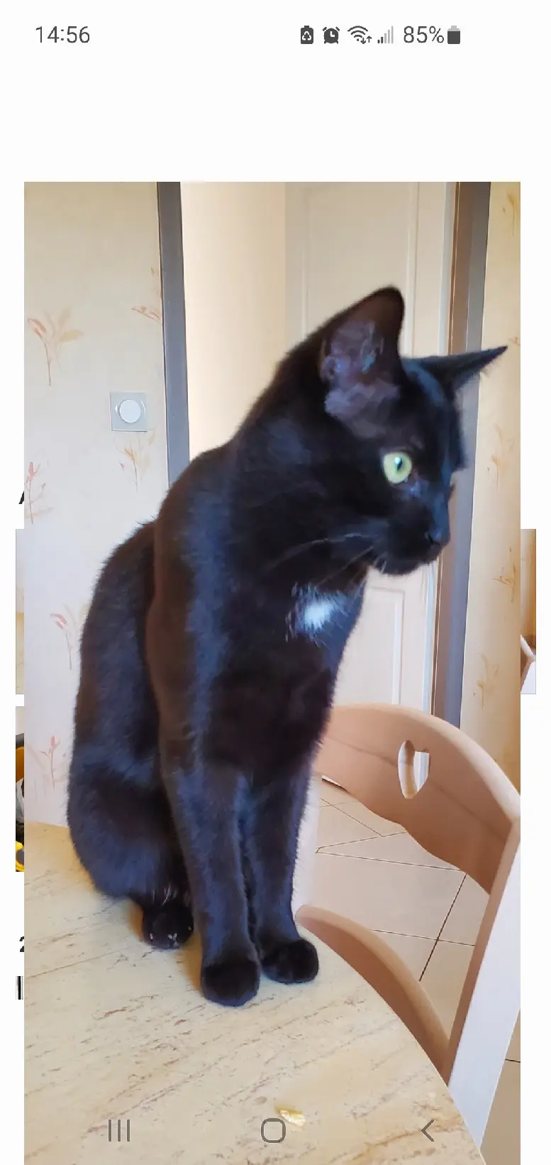 Chat Perdu 16 Charente Chat Perdu 16 Charente