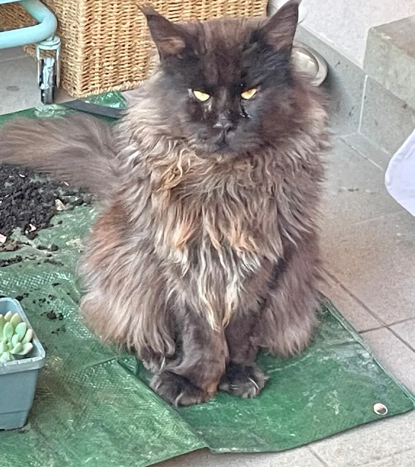 Chat Perdu 16 Charente Chat Perdu 16 Charente