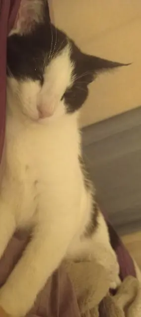 chat lost   17340 Châtelaillon-Plage Aamal