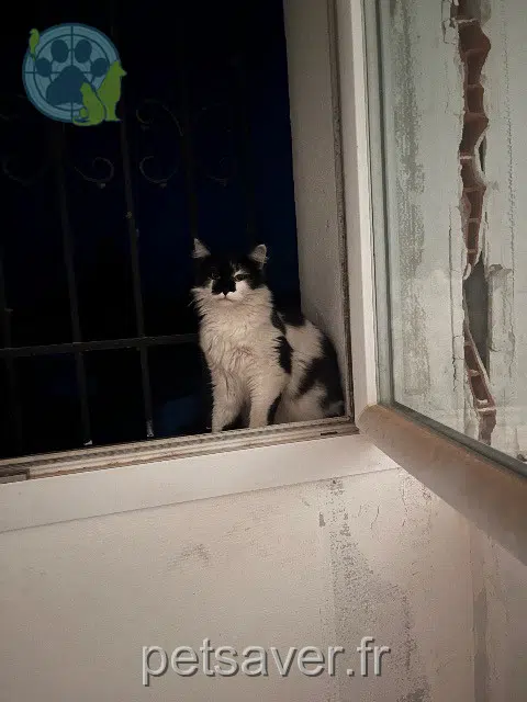 chat lost   17360 Saint-Aigulin Alarme