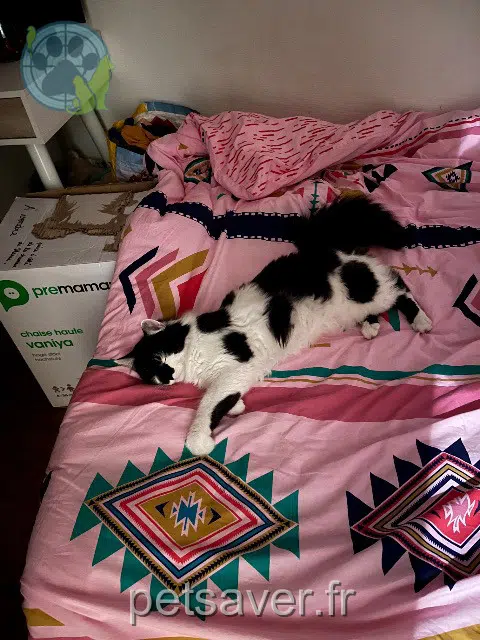 chat lost   17360 Saint-Aigulin Alarme