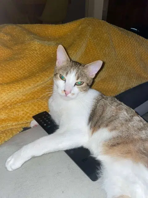 chat lost   17000 La Rochelle Alfred