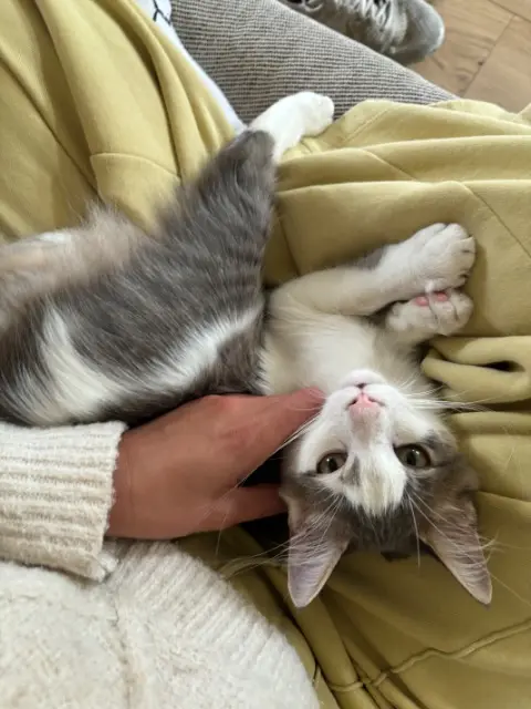 chat lost   17390 La Tremblade Alphonse