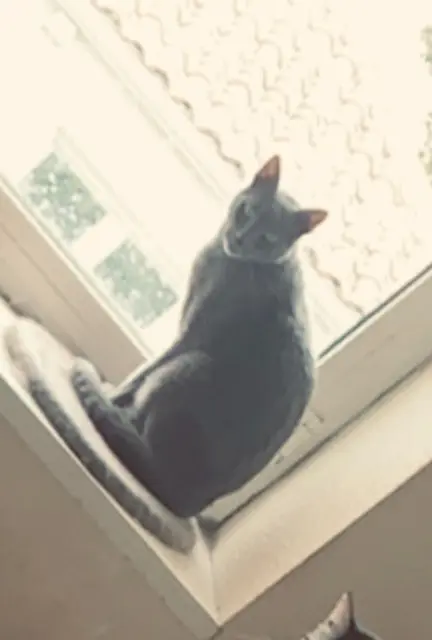 chat lost   17490 Beauvais-sur-Matha Altaïr