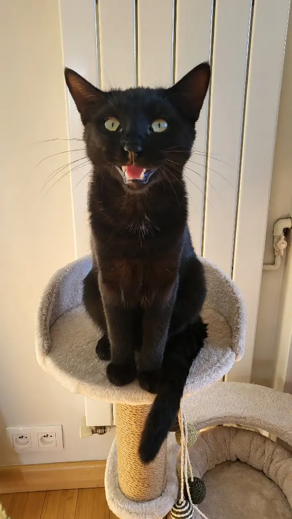 Chat Perdu 17 Charente-Maritime - Anakin Chat Perdu 17 Charente-Maritime - Anakin