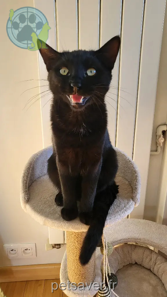 Chat Perdu 17 Charente-Maritime - Anakin Chat Perdu 17 Charente-Maritime - Anakin