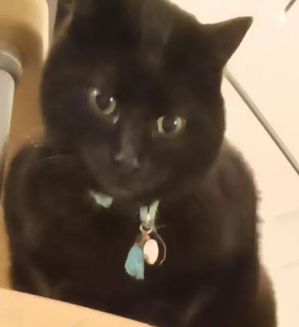 chat lost   17100 Saintes Angus O'Mary