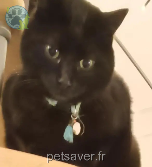 Kater vermisst 17100 Saintes Angus O'Mary Kater lost 17100 Saintes Angus O'Mary