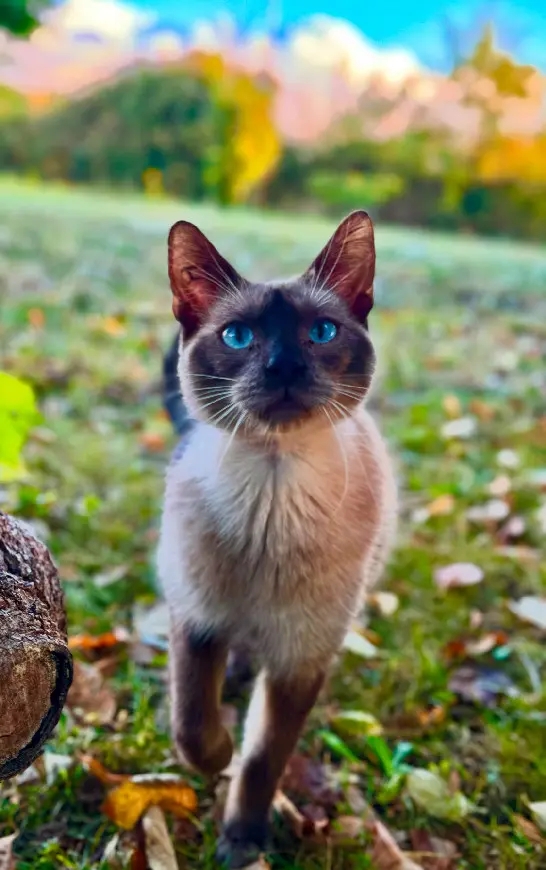 Chat Perdu 17 Charente-Maritime Chat Perdu 17 Charente-Maritime