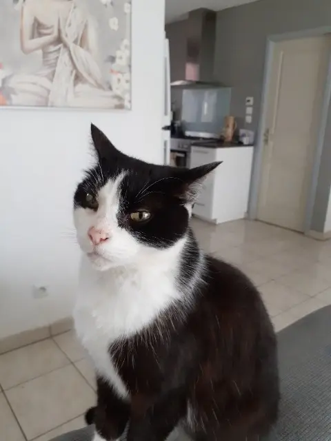 chat lost   17290 Aigrefeuille-d'Aunis Bart