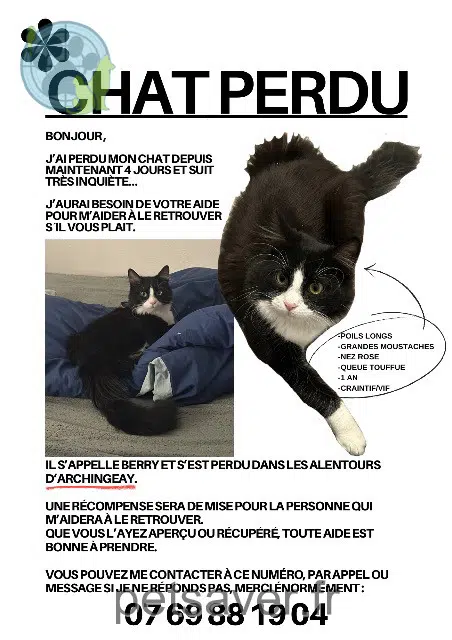 cat lost   17380 Archingeay Berry