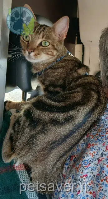 Bibi