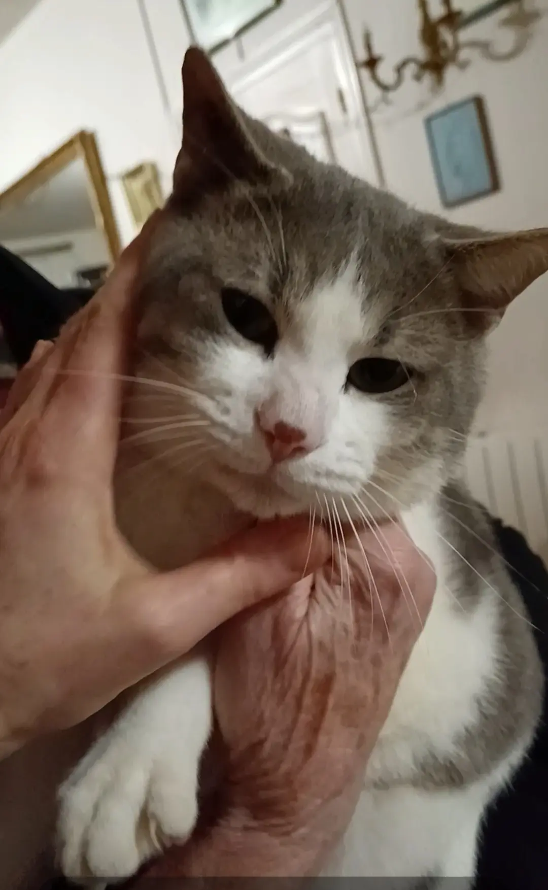 Chat Perdu 17 Charente-Maritime - Blanc Chat Perdu 17 Charente-Maritime - Blanc