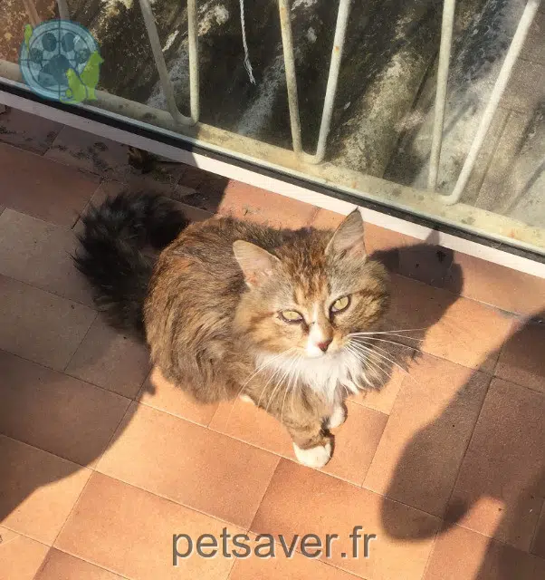 cat lost 17100 Saintes Bouboule cat lost 17100 Saintes Bouboule