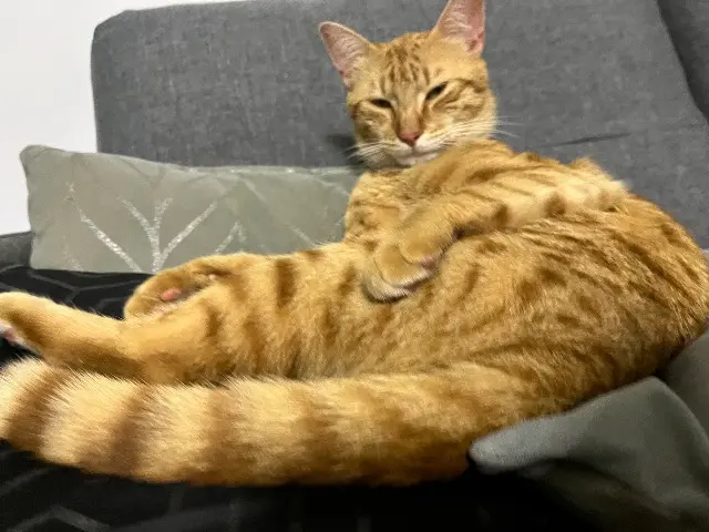 chat lost   17430 Tonnay-Charente Carame