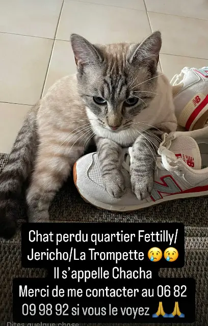 chat lost   17000 La Rochelle Chacha