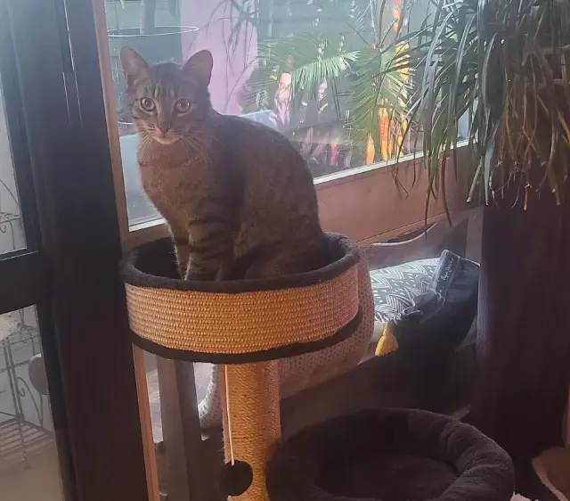 chat lost   17000 La Rochelle Chaplin