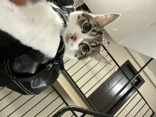 kater vermist 17000 La Rochelle Chems kater lost 17000 La Rochelle Chems
