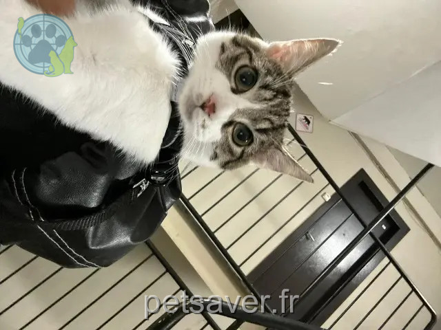 kater vermist 17000 La Rochelle Chems kater lost 17000 La Rochelle Chems