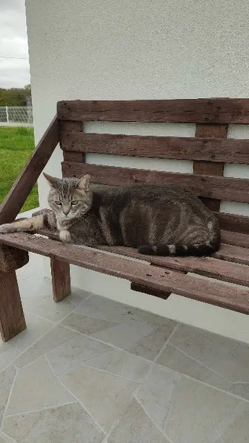 chat lost   17800 Pons Choupy