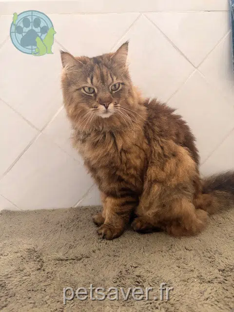 chat lost   17132 Meschers-sur-Gironde Claquette