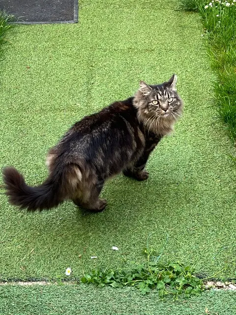 chat lost   17240 Clion Oscar