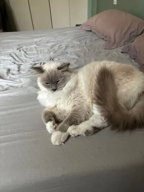 chat lost   17190 Saint-Georges-d'Oléron clyde
