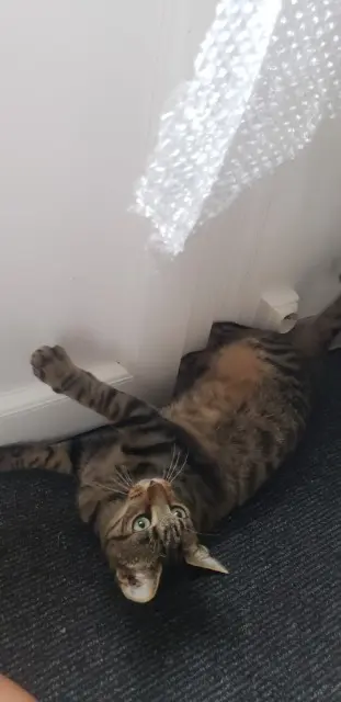 chat lost   17270 Le Fouilloux Cookie