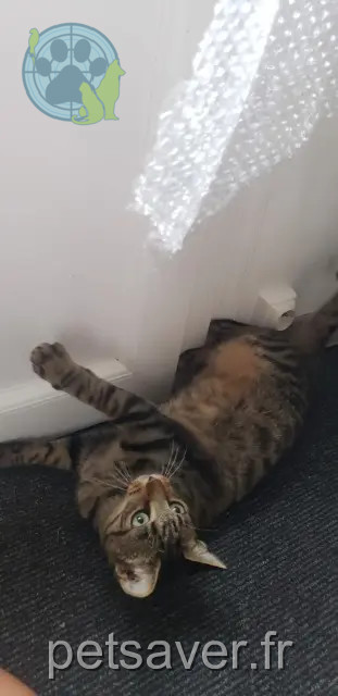 kater vermist 17270 Le Fouilloux Cookie kater lost 17270 Le Fouilloux Cookie